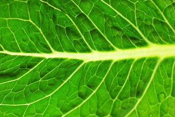 Green cabbage leaf background