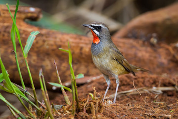 Left side of Siberian Rubythroat on the ground