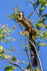Black giant squirrel(Ratufa bicolor) eating