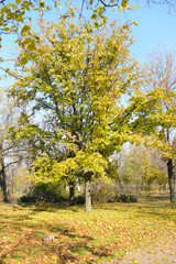 Beautiful autumn park