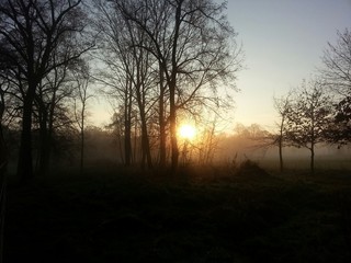Fototapeta na wymiar Nebliger Morgen im Wald