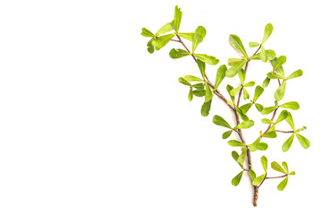 Obraz premium Tree branch and green leaf isolated on white background