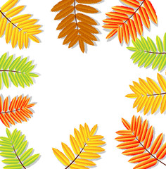 background for a design with the autumn leaves of wild ash