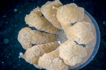 Jellyfish Kakaban swimming in Derawan, Kalimantan underwater