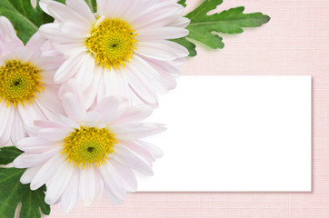 Aster flowers background and a card