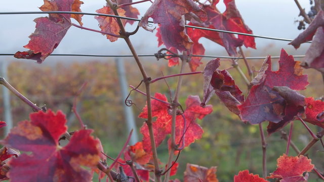 Dolly: Vineyard red leaves in the fall close-up