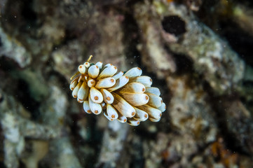 Aeolid nudibranch in Derawan, Kalimantan, Indonesia underwater