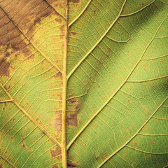Close up tree leave tuxture for background