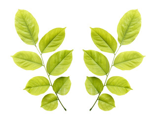 Fototapeta na wymiar Tree leaf isolated on white on white background