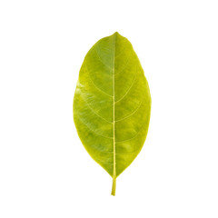 Leaf isolated on white background