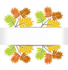 background for a design with the autumn leaves of wild ash