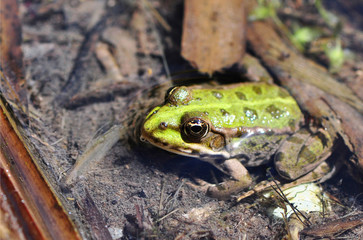 Grenouille verte