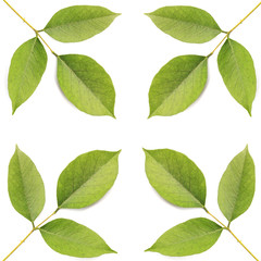 Leaf isolated on white background