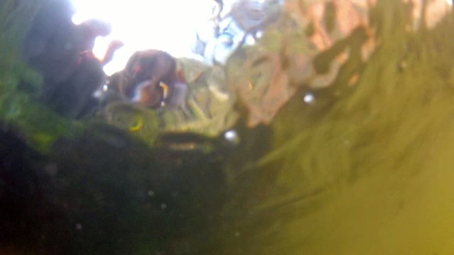 diver view from underwater to 3 happy children