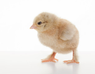 Small fluffy chickens