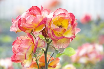 Fototapeta premium Wild roses