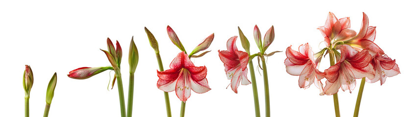 The process of blooming flower hippeastrum isolated
