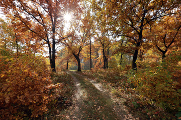 dirt road in an oak grov