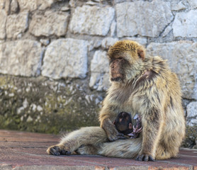 Ape Feeding the Baby
