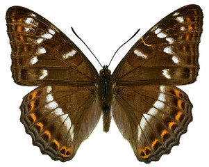 Isolated Poplar Admiral butterfly