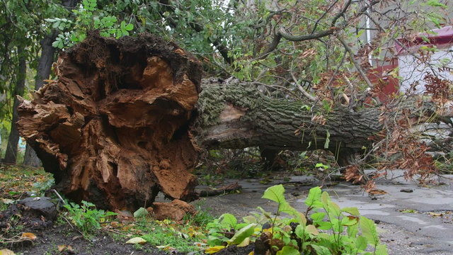 Fallen tree on urban street after storm