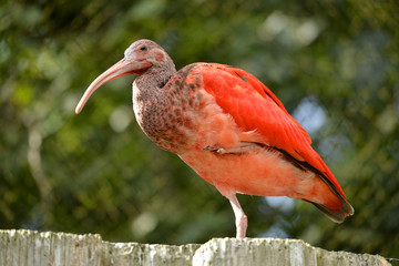 Closeup Scarlet ibis (Eudocimus ruber) perched