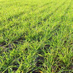 Young wheat seedlings growing in a soil.
