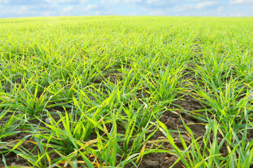 Fototapeta premium Young wheat seedlings growing in a soil.