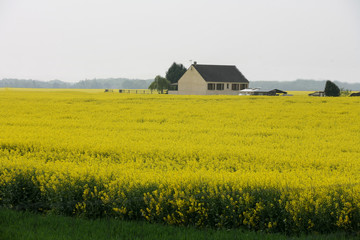 Fototapeta na wymiar rape field with barn in the background