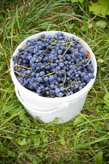 sweet grapes in a bucket