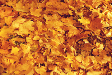 Naklejka na ściany i meble Fall, autumn, leaves background. A tree branch with autumn leave