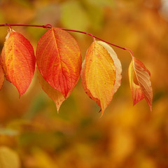Fall, autumn, leaves background. A tree branch with autumn leave