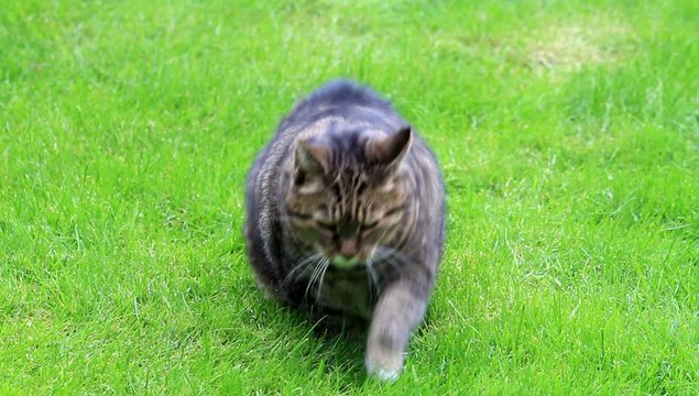 Katze getigert sitzt auf Wiese und schaut um sich
