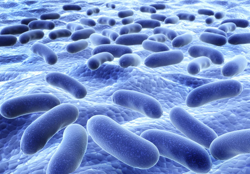 Bacteries