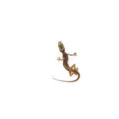 Fototapeta premium Dried House lizard - gecko isolated on white background
