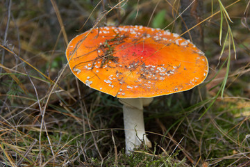 Fly agaric mushroom closeup