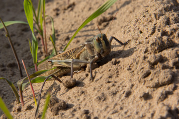 Closeup of a grasshopper standing on the ground