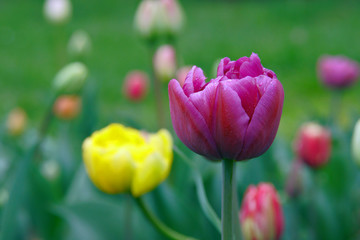 colorful tulips in a meadow in the rain .