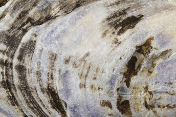 Sea Shell Abstract