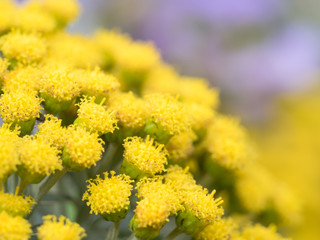 日本古来のイソギク