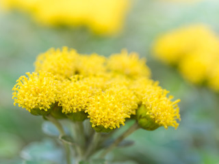 花びらのない磯菊