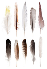 set of ten straight feathers isolated on white