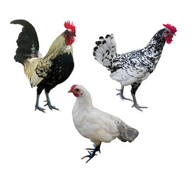 three isolated on white chickens