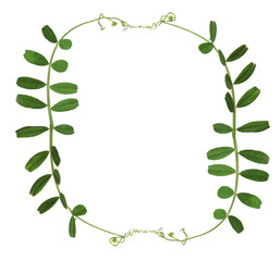 frame from green pea tendrils on white