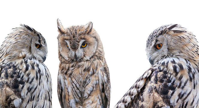 three grey owls isolated on white background