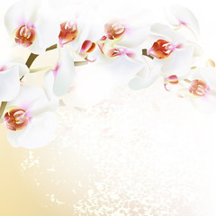 Floral vector background with realistic orchid flowers