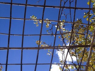 ciel en cage