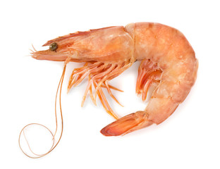 Fresh shrimp