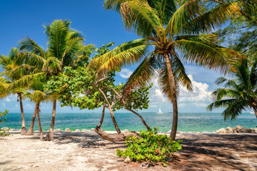Palm beach. Palm trees on a beautiful beach and sea in Key West island, Florida