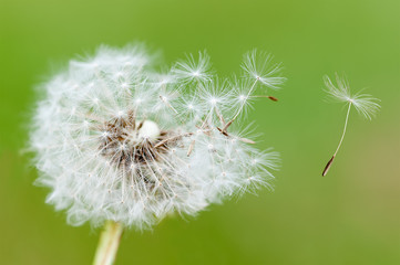 dandelion seeds on green background